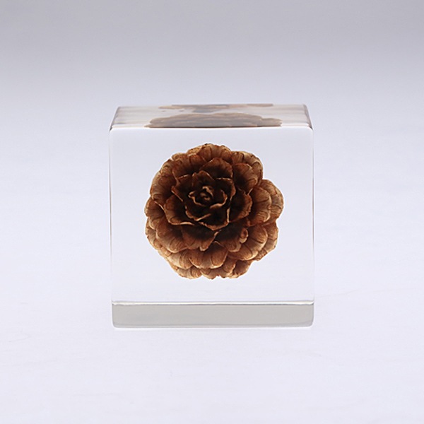 ����ޥ� Sola cube �� ���饭�塼�� �������Υͥɥ� ������� ����ƥꥢ Ω��ɸ�� Ʃ�� ��ʪ ��ʪ ���ꥢ �ץ쥼��� ���� ���� ��åԥ� ���ե� Ȣ ���꡼�� �ץ��� ���� �޴� �İ��� ��ΤҤ� ���쥤 Ȣ ������� ���ե� ����̵�� ��åԥ��б� 
