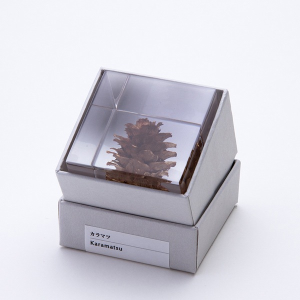 ����ޥ� Sola cube �� ���饭�塼�� �������Υͥɥ� ������� ����ƥꥢ Ω��ɸ�� Ʃ�� ��ʪ ��ʪ ���ꥢ �ץ쥼��� ���� ���� ��åԥ� ���ե� Ȣ ���꡼�� �ץ��� ���� �޴� �İ��� ��ΤҤ� ���쥤 Ȣ ������� ���ե� ����̵�� ��åԥ��б� 
