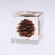����ޥ� Sola cube �� ���饭�塼�� �������Υͥɥ� ������� ����ƥꥢ Ω��ɸ�� Ʃ�� ��ʪ ��ʪ ���ꥢ �ץ쥼��� ���� ���� ��åԥ� ���ե� Ȣ ���꡼�� �ץ��� ���� �޴� �İ��� ��ΤҤ� ���쥤 Ȣ ������� ���ե� ����̵�� ��åԥ��б� 