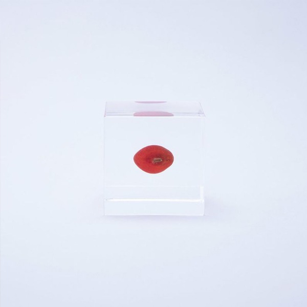 �磻�롼�� Sola cube �� ���饭�塼�� �������Υͥɥ� ������� ����ƥꥢ Ω��ɸ�� Ʃ�� ��ʪ ��ʪ ���ꥢ �ץ쥼��� ���� ���� ��åԥ� ���ե� Ȣ ���꡼�� �ץ��� ���� �޴� �İ��� ��ΤҤ� ���쥤 Ȣ ������� ���� ����̵�� ��åԥ��б� 