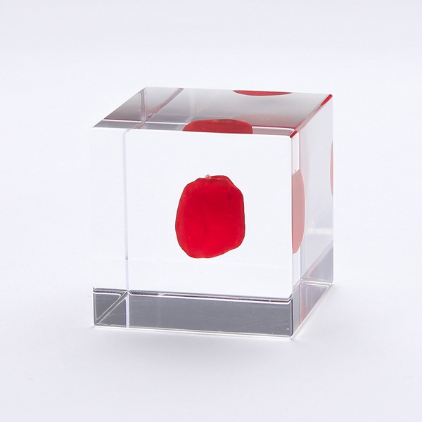 �磻�롼�� Sola cube �� ���饭�塼�� �������Υͥɥ� ������� ����ƥꥢ Ω��ɸ�� Ʃ�� ��ʪ ��ʪ ���ꥢ �ץ쥼��� ���� ���� ��åԥ� ���ե� Ȣ ���꡼�� �ץ��� ���� �޴� �İ��� ��ΤҤ� ���쥤 Ȣ ������� ���� ����̵�� ��åԥ��б� 