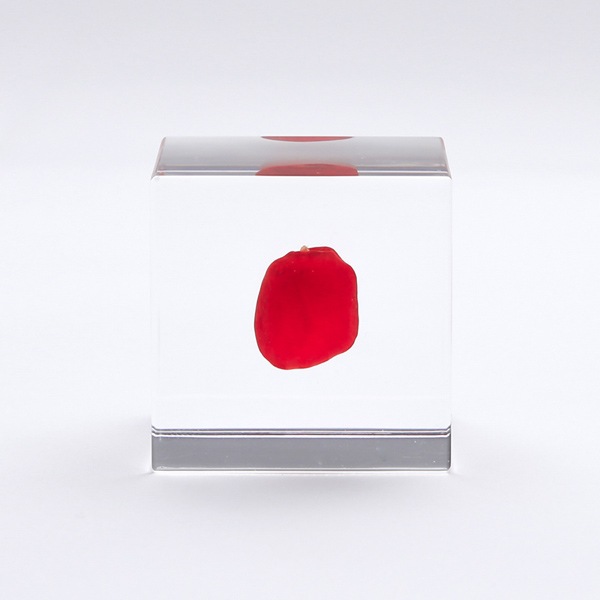 �磻�롼�� Sola cube �� ���饭�塼�� �������Υͥɥ� ������� ����ƥꥢ Ω��ɸ�� Ʃ�� ��ʪ ��ʪ ���ꥢ �ץ쥼��� ���� ���� ��åԥ� ���ե� Ȣ ���꡼�� �ץ��� ���� �޴� �İ��� ��ΤҤ� ���쥤 Ȣ ������� ���� ����̵�� ��åԥ��б� 