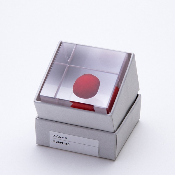 �磻�롼�� Sola cube �� ���饭�塼�� �������Υͥɥ� ������� ����ƥꥢ Ω��ɸ�� Ʃ�� ��ʪ ��ʪ ���ꥢ �ץ쥼��� ���� ���� ��åԥ� ���ե� Ȣ ���꡼�� �ץ��� ���� �޴� �İ��� ��ΤҤ� ���쥤 Ȣ ������� ���� ����̵�� ��åԥ��б� 