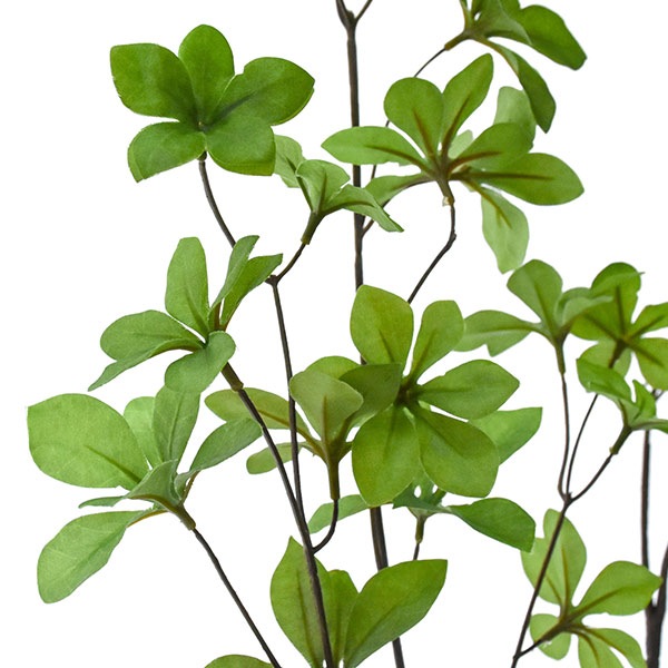 �ե��������꡼�� ���տ�ʪ �ɥ�����ĥĥ� ¤�� ��� ������� ��ʪ ����ƥꥢ ������ ����ƥꥢ �͹� ��ʪ �ץ쥼��� ���ե� ���ˤ� �͵� PRGR 1234 GREENPARK ����̵�� 