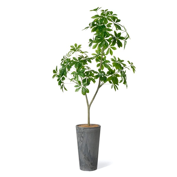 ե꡼ տʪ ͹տʪ ¤ 緿 ꡼ ե 饦ɥݥå H170cm ƥꥢ  ͵  ʪ PRGR-1536 GREENPARK ̵ 