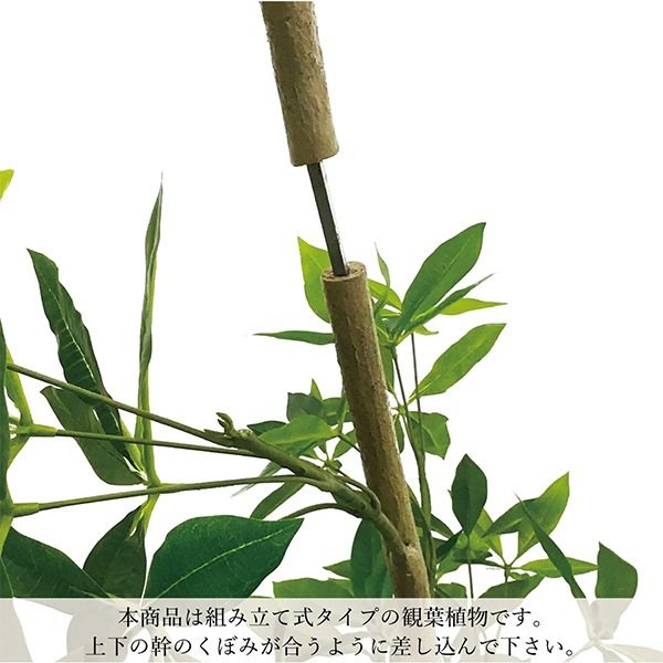 ե꡼ տʪ ͹տʪ ¤ 緿 ꡼ ե 饦ɥݥå H170cm ƥꥢ  ͵  ʪ PRGR-1536 GREENPARK ̵ 