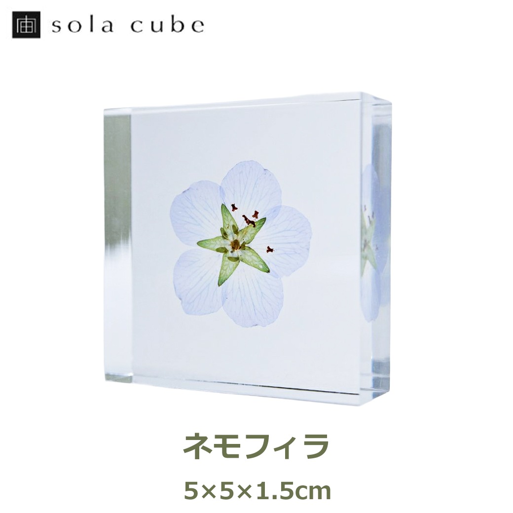 �������Υͥɥ� ɸ�� ��ʪ ���� ������ ���塼�� �襭�塼�� �ͥ�ե��� ��ꥫ�饵�� �֥롼 �� ŷ�� ���� �ܥ��˥��� ������ ����ƥꥢ ������� Ω�� Ʃ�� ����̵�� ��åԥ��б� 