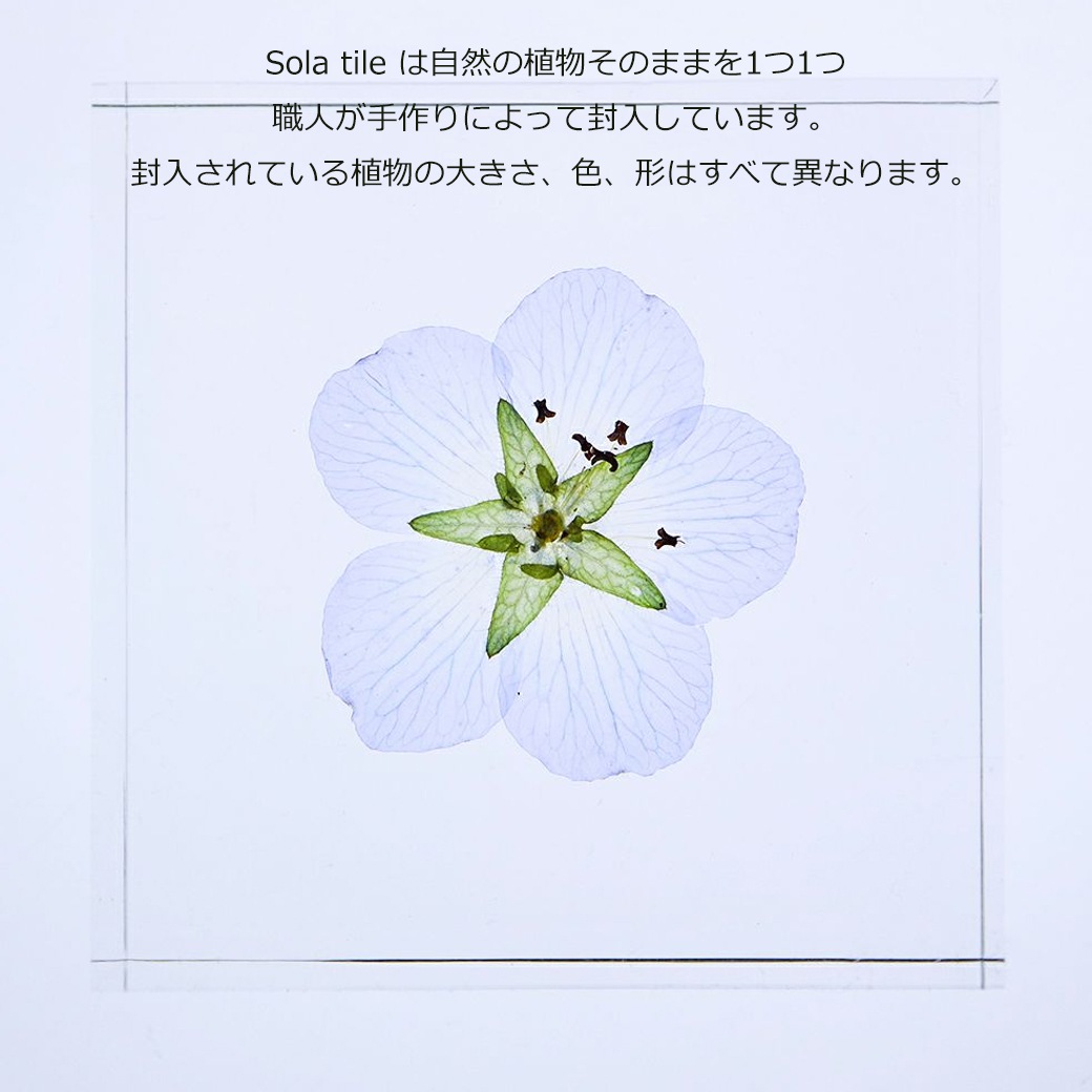 �������Υͥɥ� ɸ�� ��ʪ ���� ������ ���塼�� �襭�塼�� �ͥ�ե��� ��ꥫ�饵�� �֥롼 �� ŷ�� ���� �ܥ��˥��� ������ ����ƥꥢ ������� Ω�� Ʃ�� ����̵�� ��åԥ��б� 