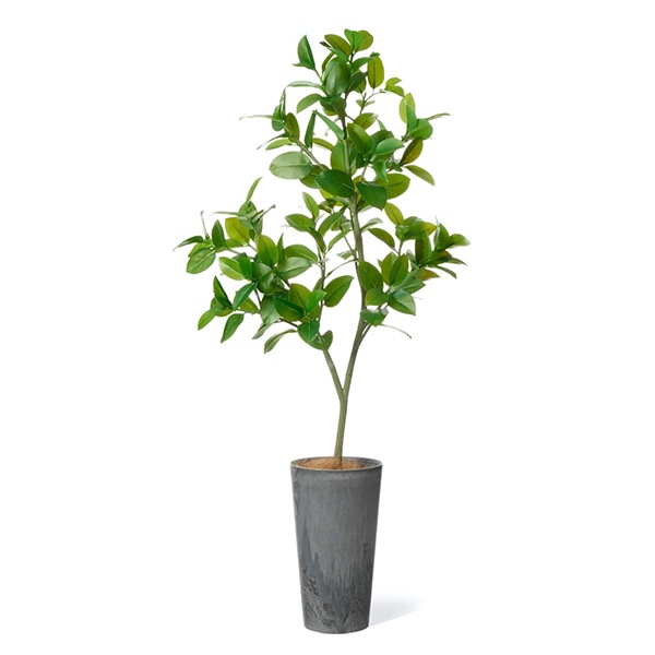 �ե��������꡼�� ���տ�ʪ �͹����տ�ʪ ¤�� �緿 �ե��������ե��� �饦��ɥݥå� H170cm ����ƥꥢ ������� �͵� ���� ����ץ� PRGR-1537 GREENPARK ����̵�� 