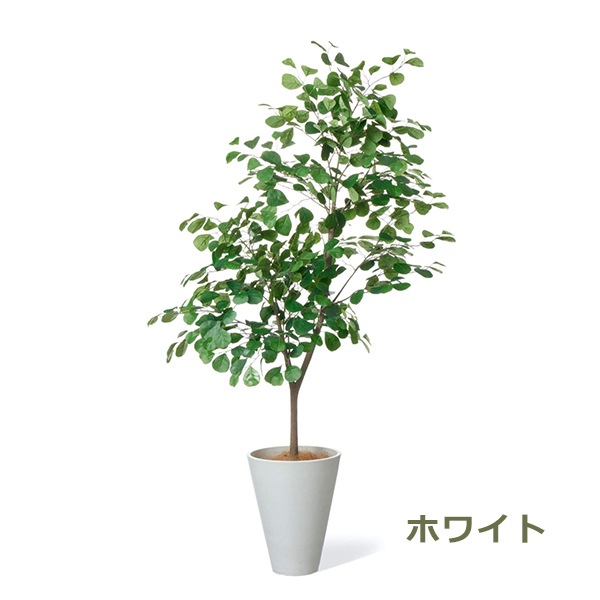 �ե��������꡼�� ���տ�ʪ �͹����տ�ʪ ¤�� �緿 �ȥ饤���󥮥��ꥹ �ե����� �ϡ��Ȥ��� GW �ץ�󥿡� 160cm ��ʪ ������� ȭ�դ� PRGR-1534 GREENPARK 