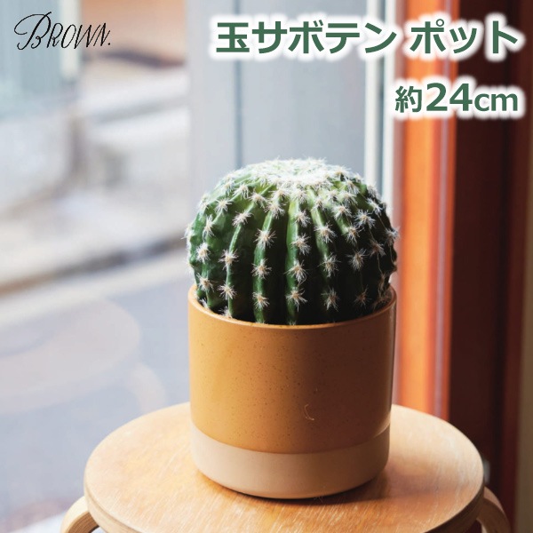 �ե����� ���꡼�� �͹� ���տ�ʪ ¤�� ������� �� ���ܥƥ� �ݥå� 24cm ȭ ���襤�� ����ץ� ����ƥꥢ ¿����ʪ �ȥ��ʤ� �Ҷ� �¿� BROWN �֥饦�� 99277 ����̵�� ��åԥ��б� 