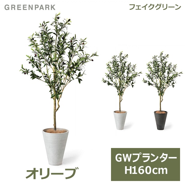 オリーブの木,た植物/観葉植物 オークラン『特大、綺麗な樹形。全長200