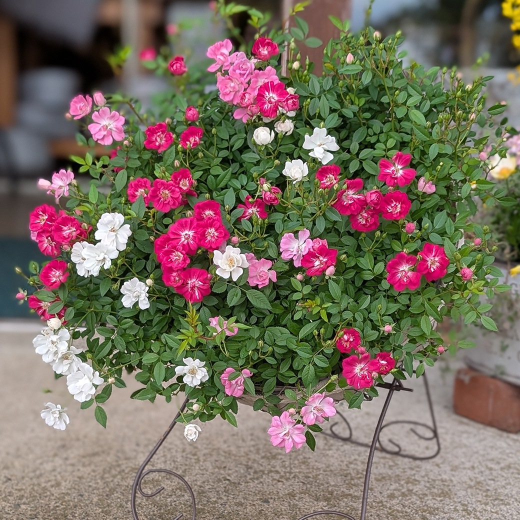 母の日 バラ ギフト ウェルカムローズ 早割 予約 花 プレゼント