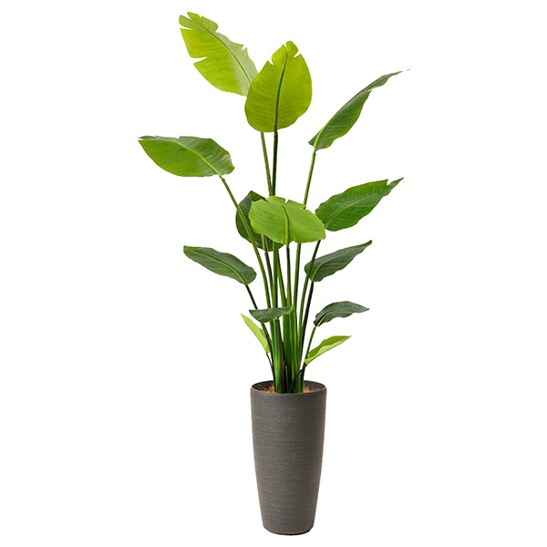 ե꡼ տʪ ͸տʪ ¤ 緿 ꡼ ȥ TPץ󥿡 H160cm ƥꥢ  ץ ӥ PRGR-1045 GREENPARK ̵ 