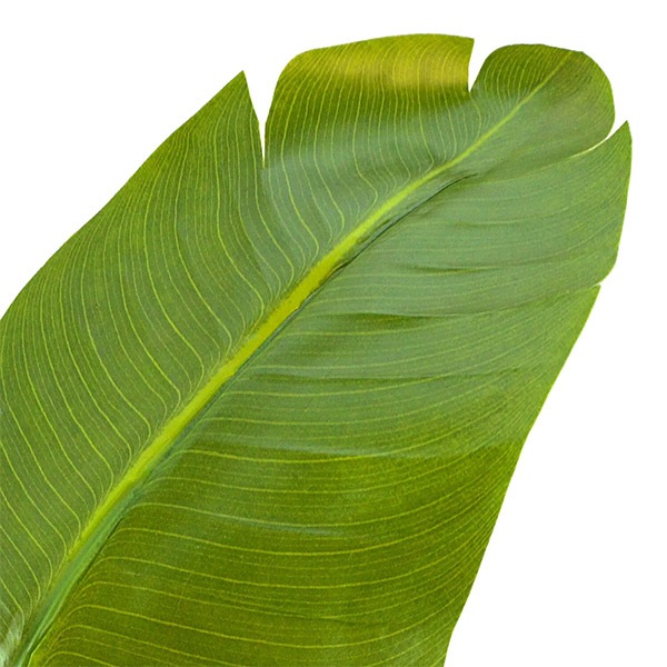 ե꡼ տʪ ͸տʪ ¤ 緿 ꡼ ȥ TPץ󥿡 H160cm ƥꥢ  ץ ӥ PRGR-1045 GREENPARK ̵ 