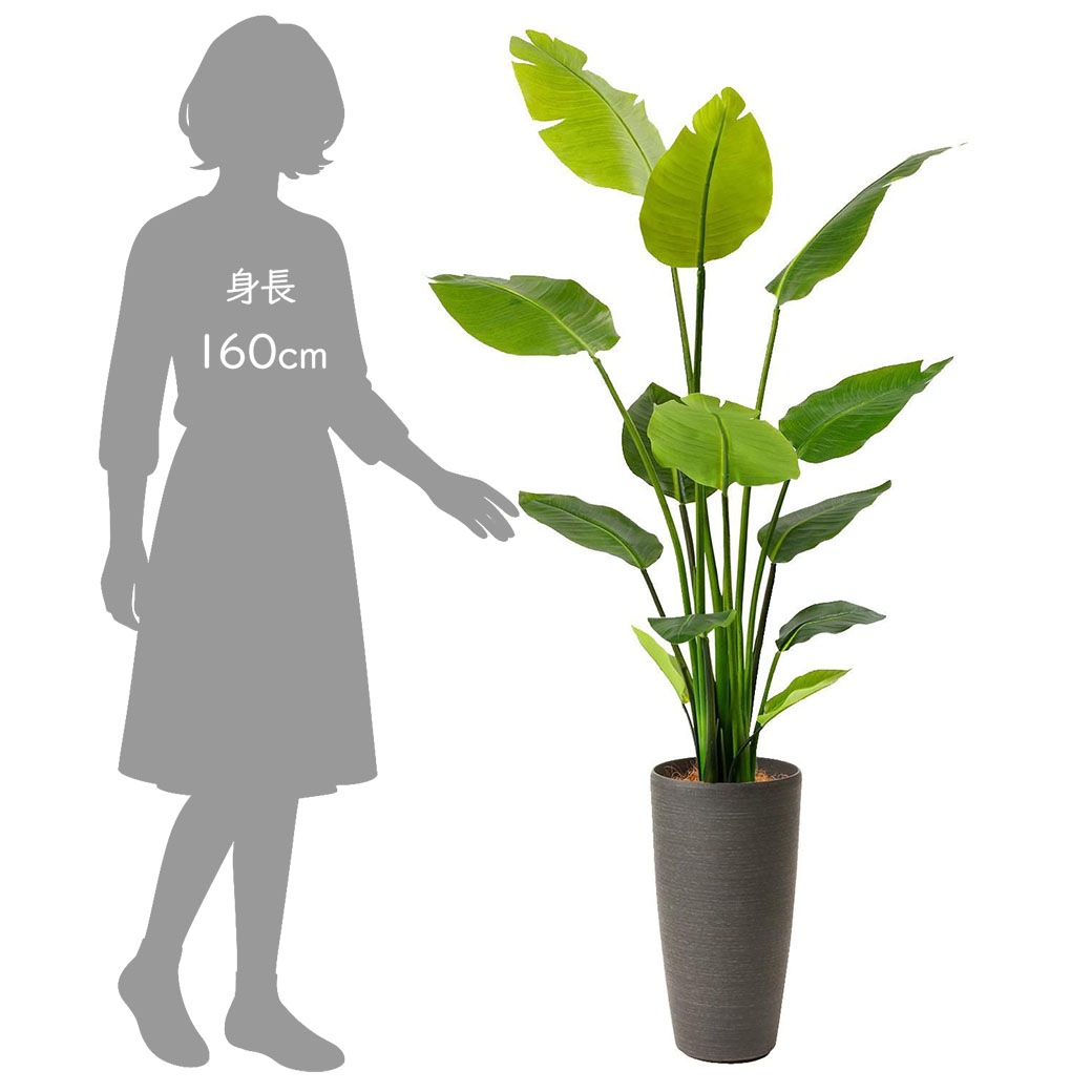 �ե��������꡼�� ���տ�ʪ �͹����տ�ʪ ¤�� �緿 ���꡼�� ���ȥ����� TP�ץ�󥿡� H160cm ����ƥꥢ ������� ����ץ� ��ӥ� PRGR-1045 GREENPARK ����̵�� 