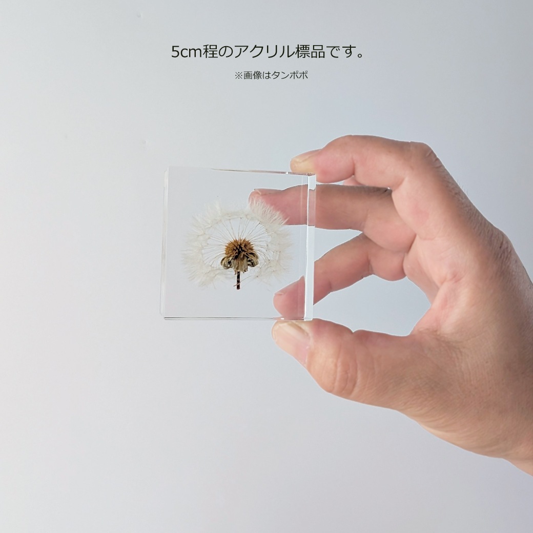 ���饿���� �桼�ե���ӥ� ��ʪ ������ Ω��ɸ�� �ץꥶ���֥� �ե� ���ե� ������ ���֥��� ������� Ʃ�� ������ Sola tile �襭�塼�� �������Υͥɥ� ����̵�� ��åԥ��б� 