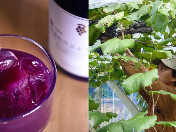 �֤ɤ����塼�� �֤ɤ� ���塼�� �֥ɥ� ���ե� ��긩�� ̵ź�� ����Į 720ml 6�� ���å� ���� �ե롼�ĥѡ��� ���ȥ졼�� �ͤ��碌 �Υ󥢥륳���� ���渵 ����̵�� 