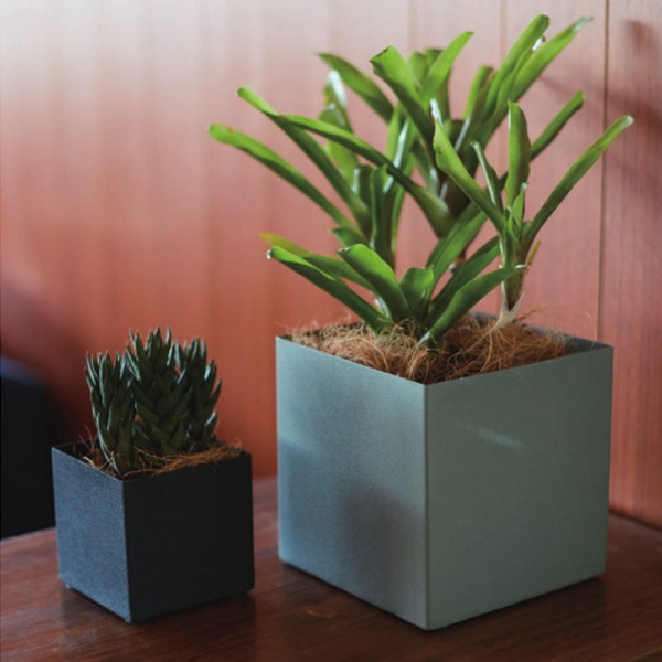 ����ȭ �ץ�󥿡� ȭ ������� �ե��ݥå� �����ǥ˥� ���� ���å� 15cm ���塼�� �ͳ� ���å� ���졼 �֥�å� �ۥ磻�� ���� ���տ�ʪ �̲� ��� ����̵�� 