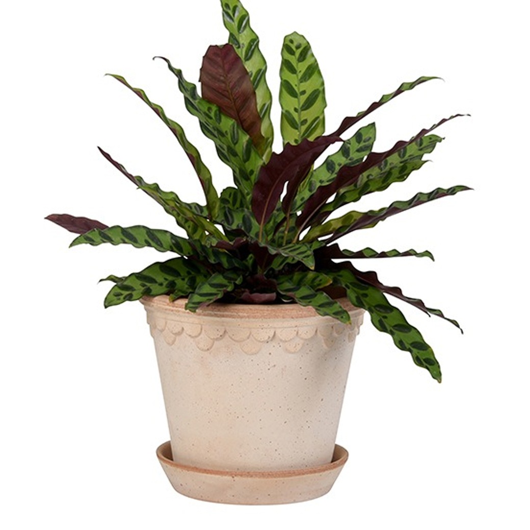 ����ȭ 7�� �ǾƤ� �ƥ饳�å� ������ ���å� ������� ���襤�� ��ꤢ�� �ݥå� ľ��21cm �⤵18cm ƫ�� ȭ���� �����ꥢ�� �С������ݥå��� ���ڥ�ϡ�����21 