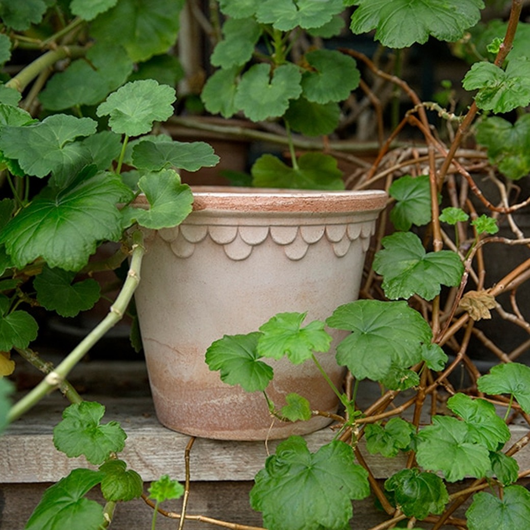 ����ȭ 7�� �ǾƤ� �ƥ饳�å� ������ ���å� ������� ���襤�� ��ꤢ�� �ݥå� ľ��21cm �⤵18cm ƫ�� ȭ���� �����ꥢ�� �С������ݥå��� ���ڥ�ϡ�����21 