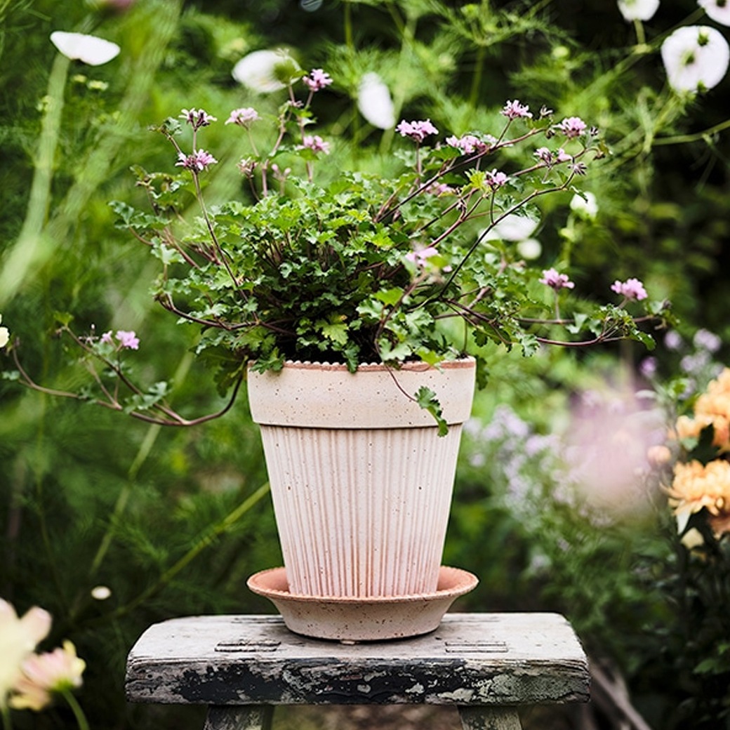 ȭ ƥ饳å 5 6 ľ16cm ⤵17cm ꥢ  襤 ǾƤ ȭ   å ݷ 졼 ʥ  ݥå16 