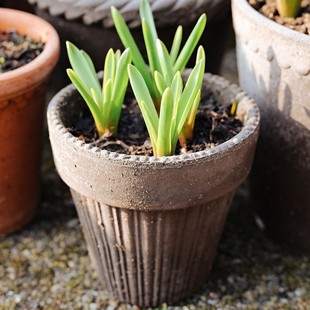 ȭ ƥ饳å 5 6 ľ16cm ⤵17cm ꥢ  襤 ǾƤ ȭ   å ݷ 졼 ʥ  ݥå16 