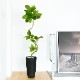 ե꡼ տʪ ͸տʪ ¤ 緿 ꡼ եƥ TPץ󥿡 H150cm ƥꥢ   PRGR-1190 GREENPARK ̵ 