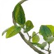 ե꡼ տʪ ͸տʪ ¤ 緿 ꡼ եƥ TPץ󥿡 H150cm ƥꥢ   PRGR-1190 GREENPARK ̵ 
