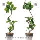 ե꡼ տʪ ͸տʪ ¤ 緿 ꡼ եƥ TPץ󥿡 H150cm ƥꥢ   PRGR-1190 GREENPARK ̵ 