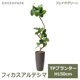 ե꡼ տʪ ͸տʪ ¤ 緿 ꡼ եƥ TPץ󥿡 H150cm ƥꥢ   PRGR-1190 GREENPARK ̵ 