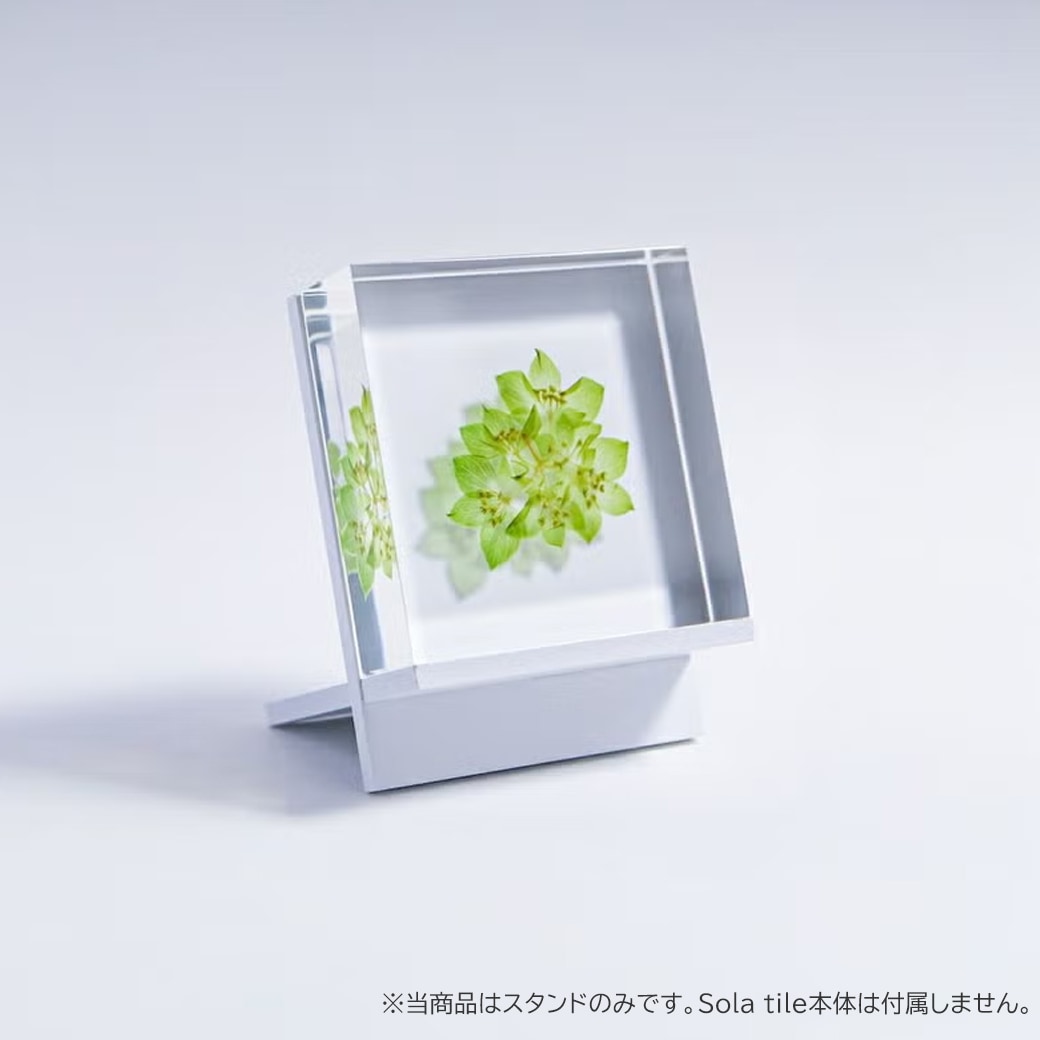 ���饿���� ������� Ω�� ɸ�� ���� ��� 5cm ����ƥꥢ ��ʪ �� ������ ������� ���֥��� ��ʪ ���ե� �ץ쥼��� Sola tile �襭�塼�� �������Υͥɥ� ��åԥ��б� 
