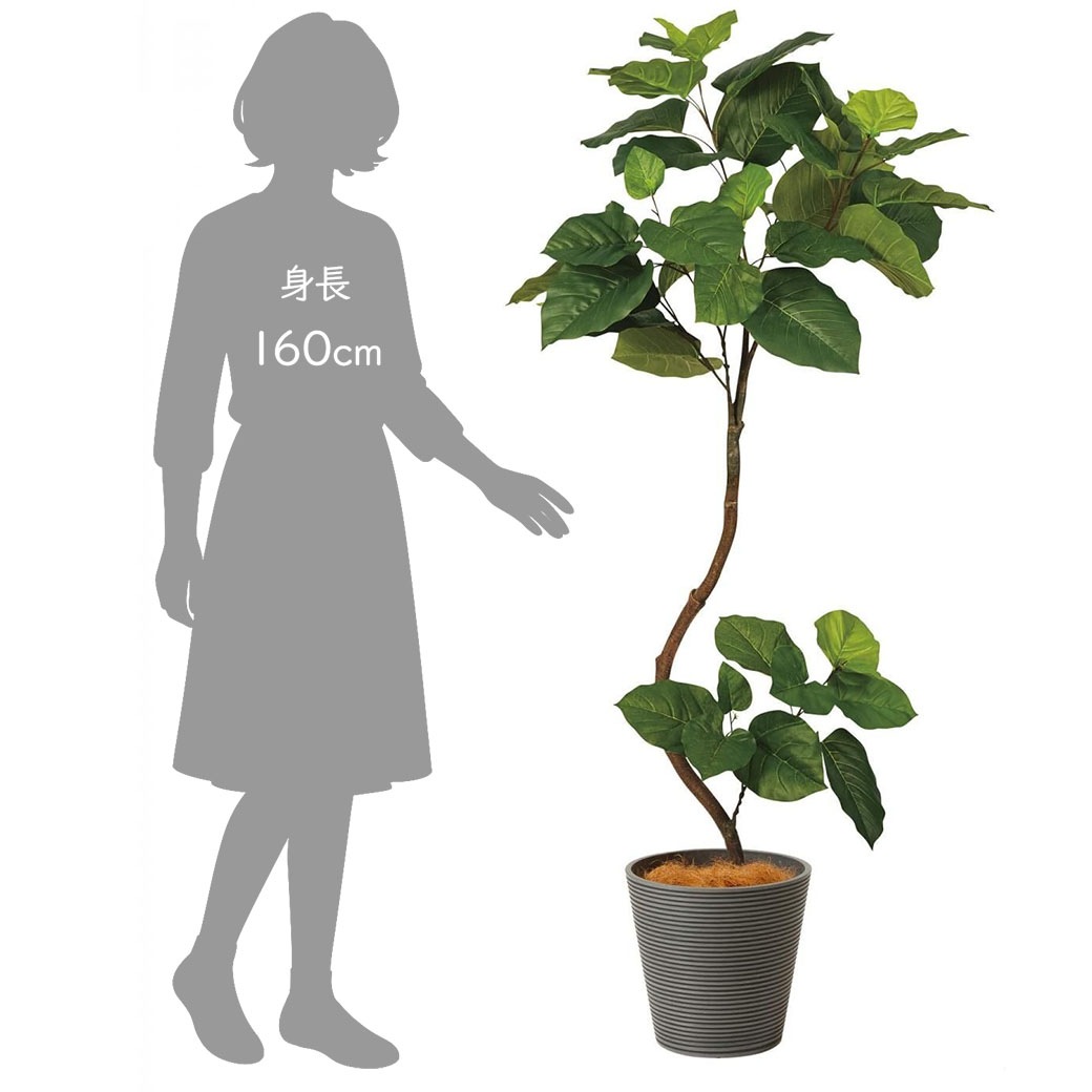 �ե��������꡼�� ���տ�ʪ �͹����տ�ʪ ¤�� �緿 �ĥ����ȥ���٥顼�� GW �ץ�󥿡� 164cm �ե����� ��ʪ ������� ȭ���å� ȭ�դ� PRGR-1268 GREENPARK 