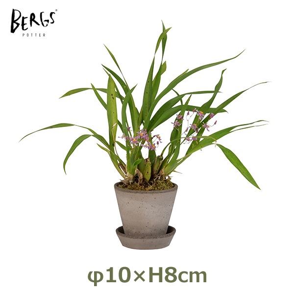 ����ȭ 3�� �ǾƤ� �ƥ饳�å� ������ ���å� ������� ���襤�� ��ꤢ�� �ݥå� ľ��10cm ����8cm �ݷ� ƫ�� ȭ���� �����ꥢ�� �С������ݥå��� ����꡼10 ����̵�� 