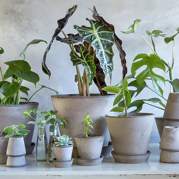 ����ȭ 3�� �ǾƤ� �ƥ饳�å� ������ ���å� ������� ���襤�� ��ꤢ�� �ݥå� ľ��10cm ����8cm �ݷ� ƫ�� ȭ���� �����ꥢ�� �С������ݥå��� ����꡼10 ����̵�� 