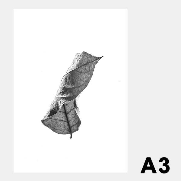 �ݥ����� �����ȥݥ����� ������� �̲� �ڡ��ѡ����쥯�ƥ��� Floating Leaves 01 A3 ���ꥢ Paper Collective 08115 Ʃ�� Ʃ��ץ��� �� ����ƥꥢ ����̵�� 