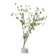 ե꡼ ɥĥĥ 饹 H100cm տʪ  ¤ ʪ ƥꥢ PRGR-0763 GREENPARK ꡼ѡ 