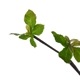 ե꡼ ɥĥĥ 饹 H100cm տʪ  ¤ ʪ ƥꥢ PRGR-0763 GREENPARK ꡼ѡ 