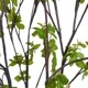 ե꡼ ɥĥĥ 饹 H100cm տʪ  ¤ ʪ ƥꥢ PRGR-0763 GREENPARK ꡼ѡ 