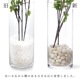 ե꡼ ɥĥĥ 饹 H100cm տʪ  ¤ ʪ ƥꥢ PRGR-0763 GREENPARK ꡼ѡ 