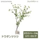 ե꡼ ɥĥĥ 饹 H100cm տʪ  ¤ ʪ ƥꥢ PRGR-0763 GREENPARK ꡼ѡ 