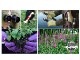 FOXGLOVES եå  ꥸʥ ǥ˥  ǥ  ȥɥ  ڱ   S M  ߤ  Ĺ UVù åԥб 