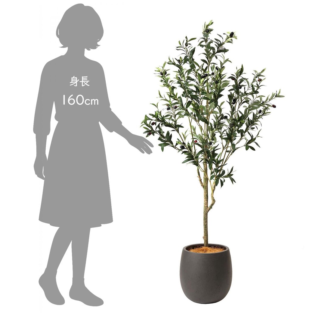 �ե��������꡼�� ���տ�ʪ �͹����տ�ʪ ¤�� ��� ���꡼�� ���å��ݥå� ȭ�դ� 155cm �ե����� ��ʪ ������� ȭ���å� ������Ƥ��� PRGR-1261 GREENPARK 