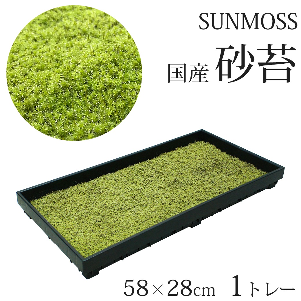 �� �� �� 58��28cm 1�ȥ졼 ���� ���ʥ��� �������� ��� sunmoss ����⥹ �����ɥ��С� ���� ��ʪ Ⱦ���� ���� ��Ǯ �Ѵ� ���� ��̳�� ι�� �ۥƥ� ����̵�� 