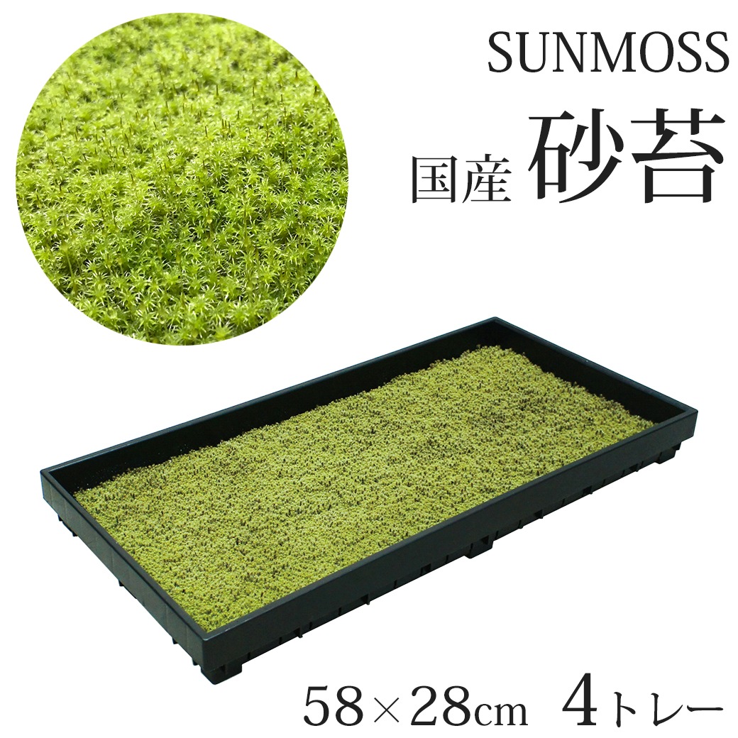 �� �� �� 58��28cm 4�ȥ졼 ���� ���ʥ��� �������� ��� sunmoss ����⥹ �����ɥ��С� ���� ��ʪ Ⱦ���� ���� ��Ǯ �Ѵ� ���� ��̳�� ι�� �ۥƥ� ����̵�� 