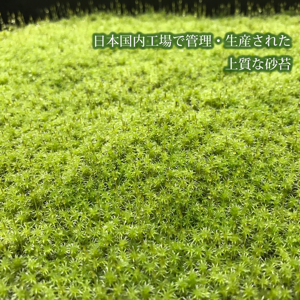 �� �� �� 58��28cm 4�ȥ졼 ���� ���ʥ��� �������� ��� sunmoss ����⥹ �����ɥ��С� ���� ��ʪ Ⱦ���� ���� ��Ǯ �Ѵ� ���� ��̳�� ι�� �ۥƥ� ����̵�� 