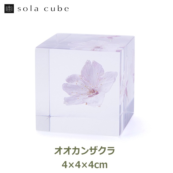 サクラ 桜 雑貨 小物 春 標本 インテリア 植物 オオカンザクラ