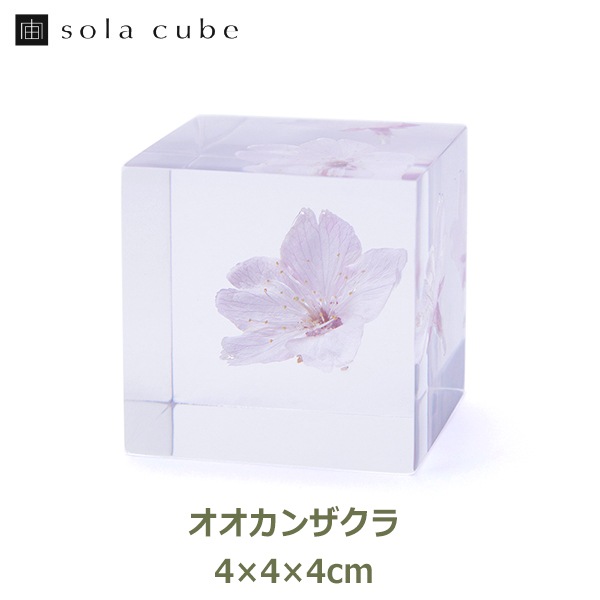    ʪ  ɸ ƥꥢ ʪ 󥶥 紨 ¹Դ sola cube 饭塼 ե ץ쥼 ץ    İ ̵