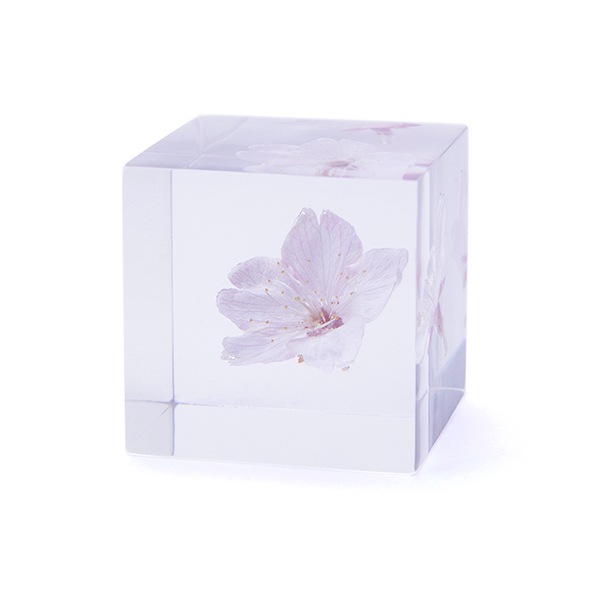 ������ �� ���� ��ʪ �� ɸ�� ����ƥꥢ ��ʪ �������󥶥��� �紨�� �¹Դ��� sola cube ���饭�塼�� ���ե� �ץ쥼��� ����ץ� ���� ���� ������� �İ��� ����̵�� ��åԥ��б� 