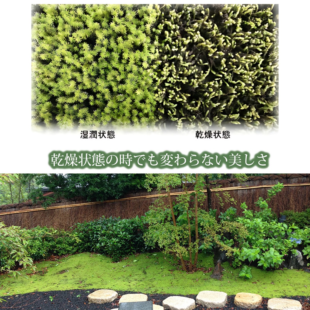 �� �� �� 58��28cm 10�ȥ졼 ���� ���ʥ��� �������� ��� sunmoss ����⥹ �����ɥ��С� ���� ��ʪ Ⱦ���� ���� ��Ǯ �Ѵ� ���� ��̳�� ι�� �ۥƥ� ����̵�� 